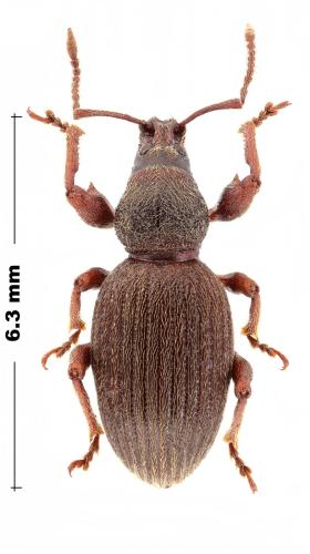 Réf. 317 226 : Otiorhynchus formicarius
